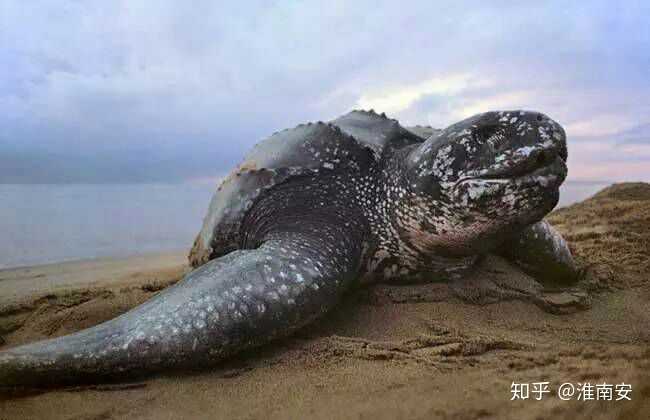 乌龟最多可以活多久