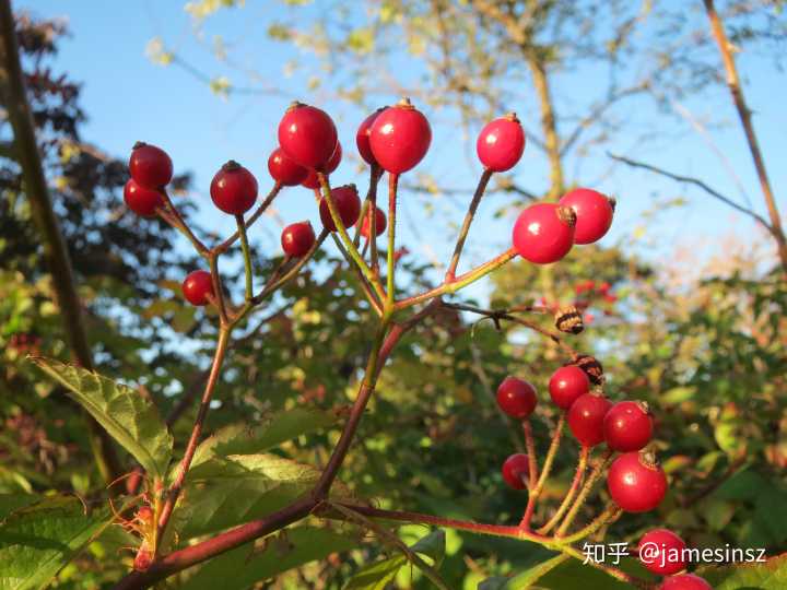 一种从亚洲来到的美洲的野蔷薇果 (图片来源:维基百科)